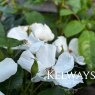 Rosa 'Wedding Day' (Ra)