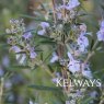 Salvia rosmarinus (Ro)