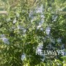 Salvia rosmarinus 'Pointe du Raz' (Ro)