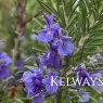 Salvia rosmarinus 'Tuscan Blue' (Ro)