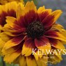 Rudbeckia hirta CHEROKEE SUNSET (mixed) (d)