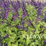 Salvia 'Amistad' PBR