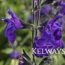 Salvia 'Bleu Armor' PBR