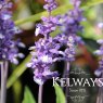 Salvia farinacea 'Farina Arctic Blue' (Farina Series)