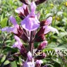 Salvia fruticosa