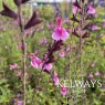 Salvia greggii 'Icing Sugar' PBR