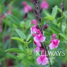 Salvia greggii 'Icing Sugar' PBR