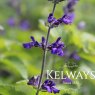 Salvia leucantha