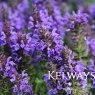 Salvia nemorosa Marcus ('Haeumanarc' PBR)