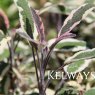 Salvia officinalis 'Tricolor' (v)