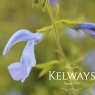 Salvia patens 'Cambridge Blue'