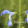 Salvia patens 'Dot's Delight'