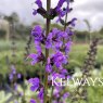 Salvia pratensis