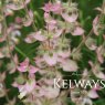 Salvia sclarea var. turkestanica 'Vatican Pink'