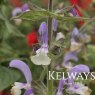 Salvia sclarea var. turkestanica 'Vatican Pink'