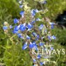 Salvia uliginosa