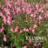 Salvia x jamensis 'Pluenn' PBR