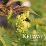 Sambucus racemosa 'Sutherland Gold'