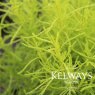 Santolina rosmarinifolia 'Lemon Fizz'