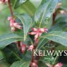 Sarcococca hookeriana Winter Gem ('Pmoore03')