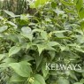 Sarcococca ruscifolia