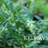 Sarcococca ruscifolia var. chinensis 'Dragon Gate'