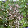 Saxifraga x urbium
