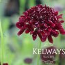 Scabiosa atropurpurea 'Black Knight'