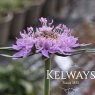 Scabiosa columbaria (9cm pot)