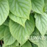 Hydrangea hydrangeoides f. concolor 'Moonlight'