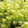 Sedum acre 'Aureum'