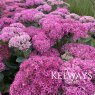 Sedum Munstead Red