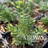 Sedum sediforme (9cm pot)