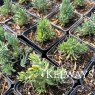 Sedum sediforme (9cm pot)