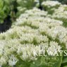 Hylotelephium spectabile 'Stardust'