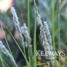 Sesleria autumnalis
