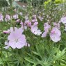 Sidalcea 'Elsie Heugh'