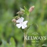 Silene latifolia subsp. alba
