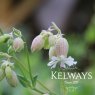 Silene vulgaris