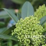 Skimmia x confusa 'Kew Green'