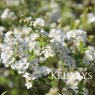 Spiraea 'Arguta' (7.5 litre pot)