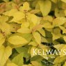 Spiraea japonica 'Candlelight'