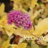 Spiraea japonica GOLDEN PRINCESS ('Lisp')