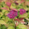 Spiraea japonica 'Goldflame'