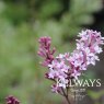 Syringa meyeri 'Palibin' (3 litre pot)