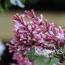 Syringa pubescens subsp. microphylla 'Superba'