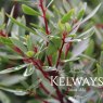 Tasmannia lanceolata (3 litre pot)