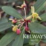 Tasmannia lanceolata (3 litre pot)