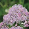 Thalictrum Thundercloud