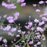 Thalictrum delavayi 'Hewitt's Double' (d)